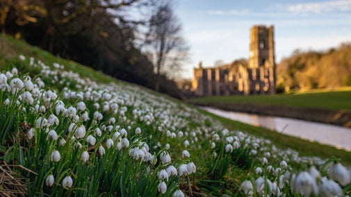 Snowdrops carpet the left hand side of the river bank with the ruins of Fountains Abbey in the background